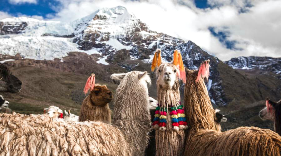 Die Top-Mietwagenauswahl in Cusco